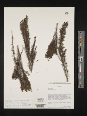 Arcytophyllum thymifolium image