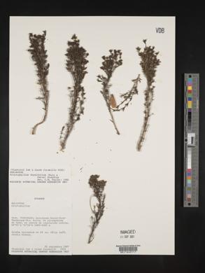 Arcytophyllum thymifolium image