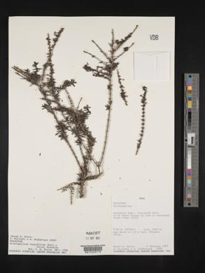 Arcytophyllum thymifolium image