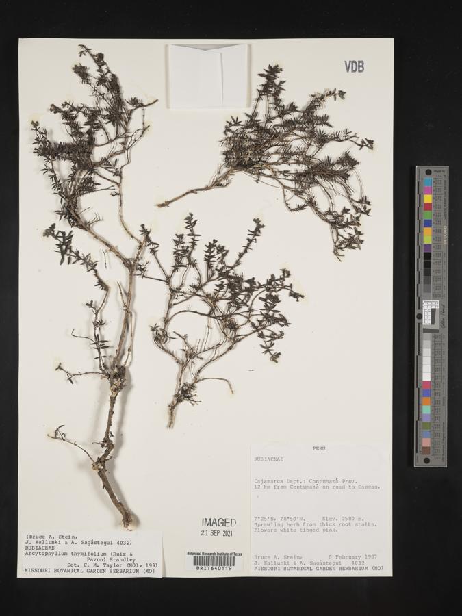 Arcytophyllum thymifolium image