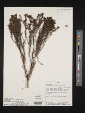 Arcytophyllum thymifolium image