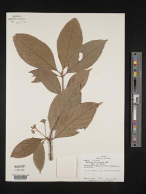 Amaioua corymbosa image