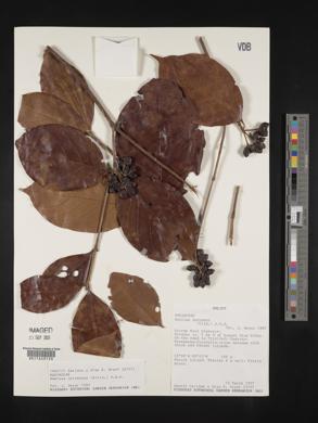 Amaioua corymbosa image