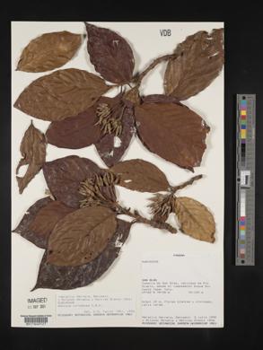 Amaioua corymbosa image