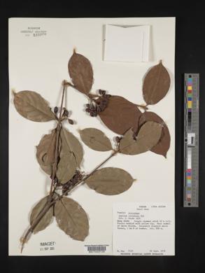 Media resource of Amaioua corymbosa