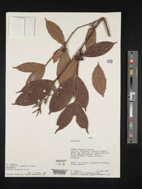 Amaioua corymbosa image