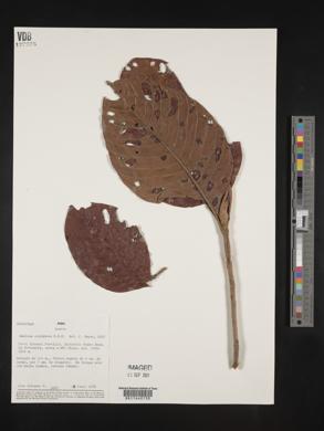 Amaioua corymbosa image