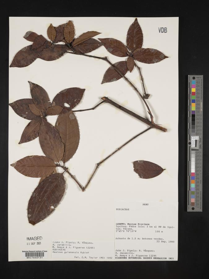 Amaioua guianensis image