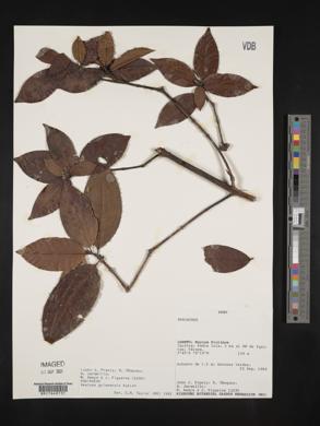 Amaioua guianensis image