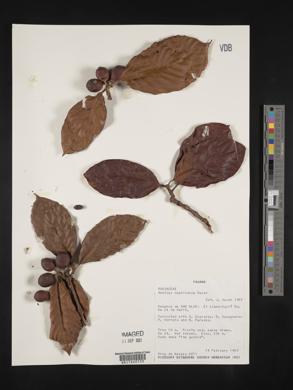 Amaioua magnicarpa image