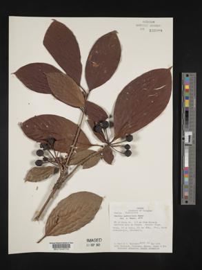 Amaioua pedicellata image