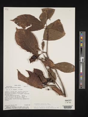Amaioua pedicellata image