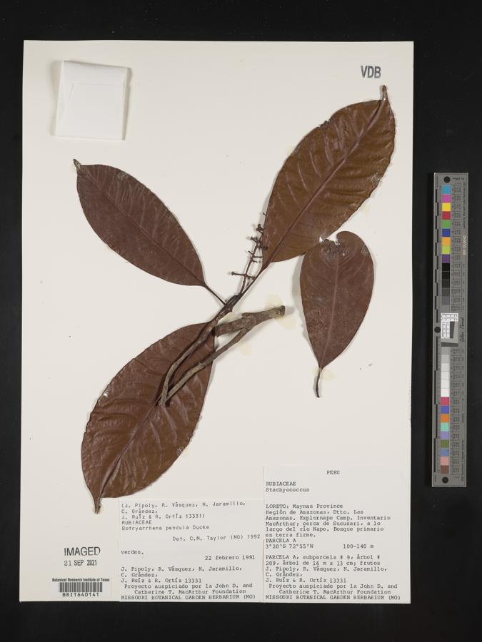 Botryarrhena image