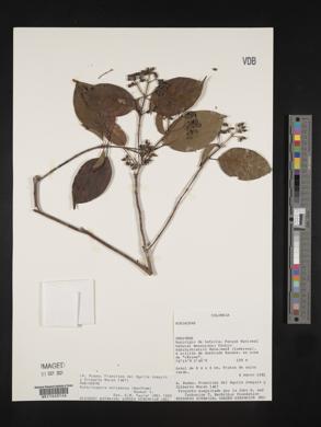 Bothriospora corymbosa image