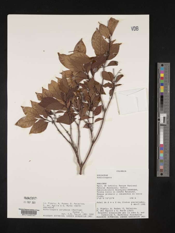 Bothriospora corymbosa image