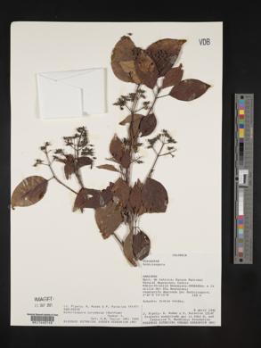 Bothriospora corymbosa image