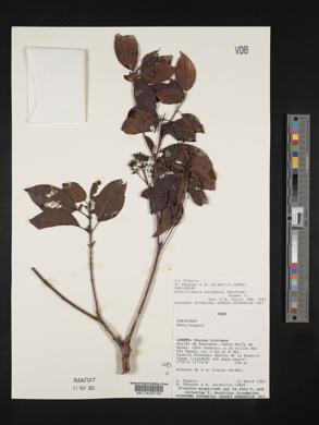 Bothriospora corymbosa image