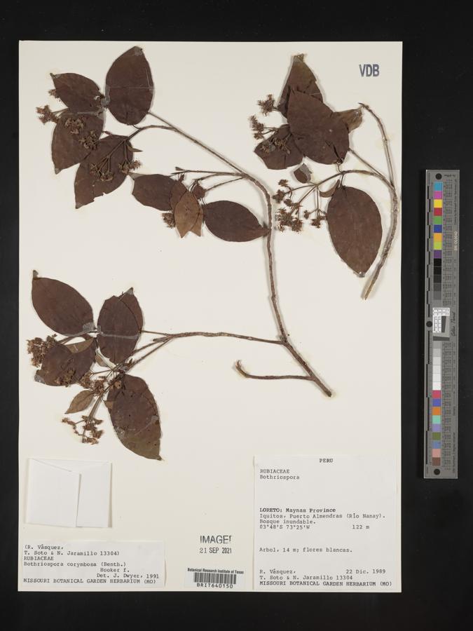 Bothriospora corymbosa image