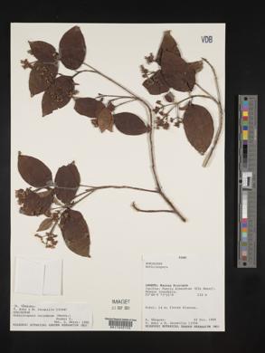 Bothriospora corymbosa image