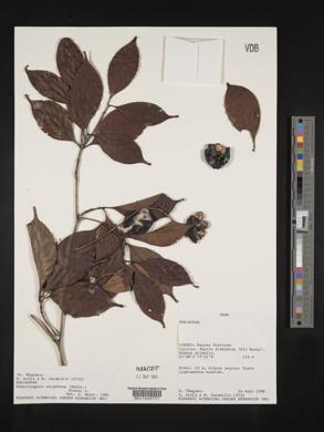 Bothriospora corymbosa image