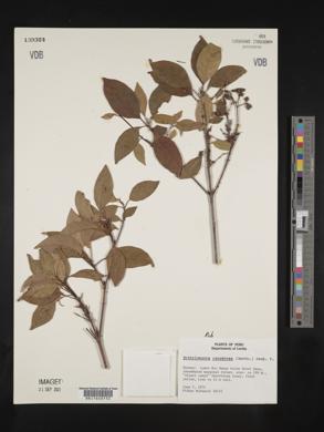 Bothriospora corymbosa image