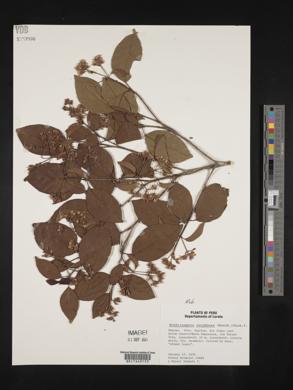 Bothriospora corymbosa image