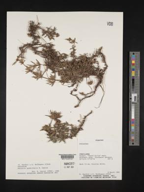 Spermacoce quadrifaria image