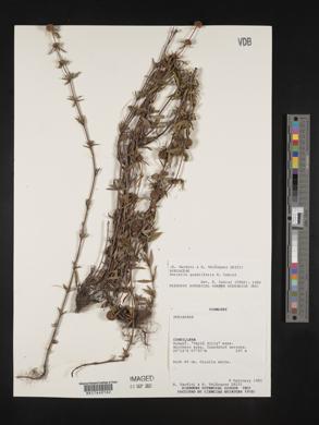 Spermacoce quadrifaria image