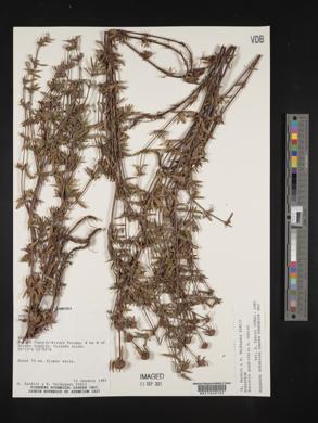 Spermacoce quadrifaria image