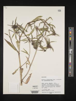 Spermacoce scabiosoides image