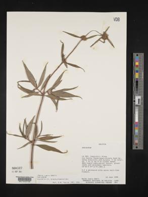 Spermacoce brachystemonoides image