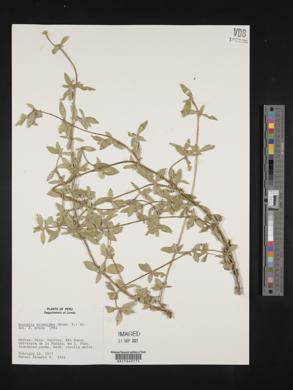 Spermacoce ocymoides image