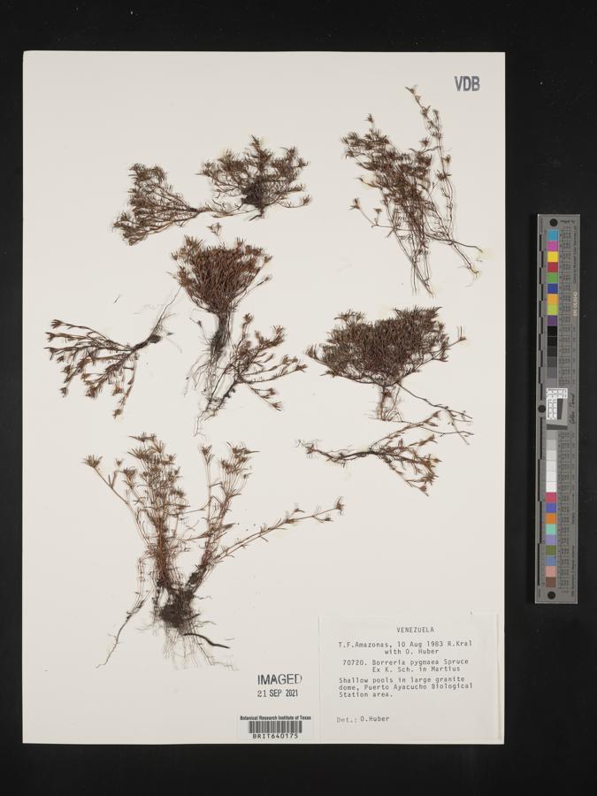 Spermacoce spruceana image