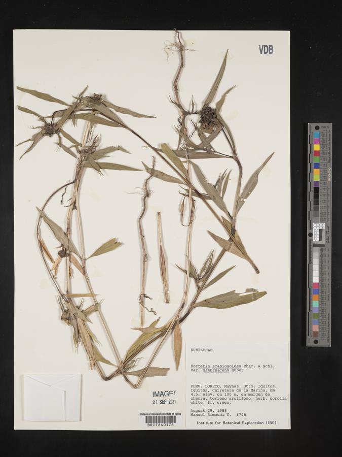 Spermacoce scabiosoides image