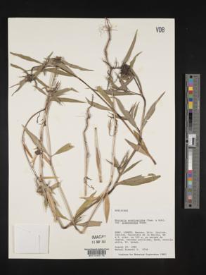 Spermacoce scabiosoides image