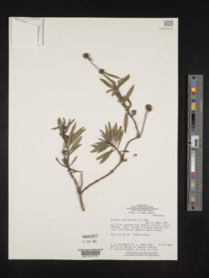 Spermacoce verticillata image