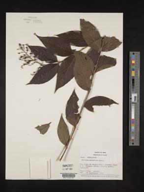 Media resource of Bertiera parviflora