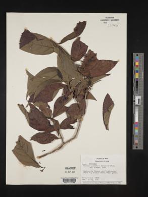 Bertiera parviflora image