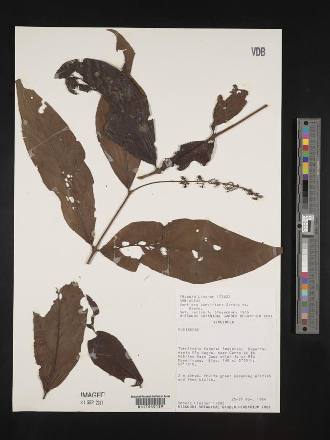 Bertiera parviflora image