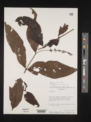 Bertiera parviflora image