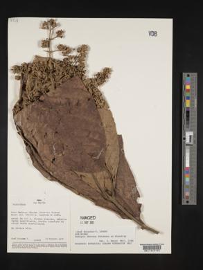 Schizocalyx obovatus image