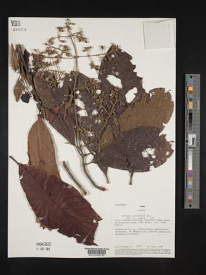 Schizocalyx peruvianus image