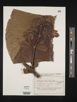 Bathysa australis image