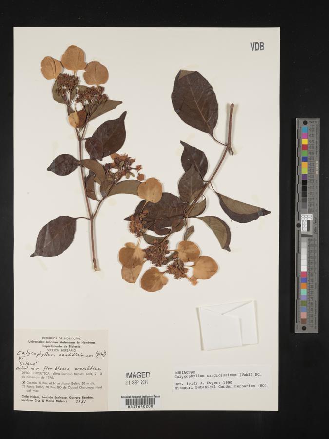Calycophyllum candidissimum image