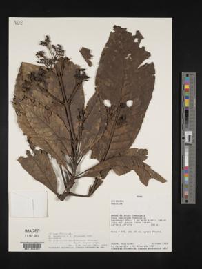 Calycophyllum megistocaulum image
