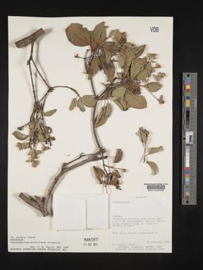 Media resource of Calycophyllum multiflorum
