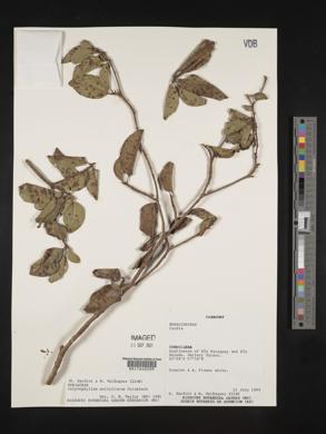 Calycophyllum multiflorum image