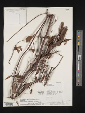 Cephalanthus glabratus image