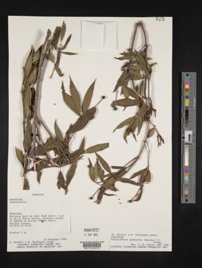 Cephalanthus glabratus image
