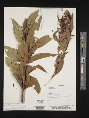 Cephalanthus glabratus image